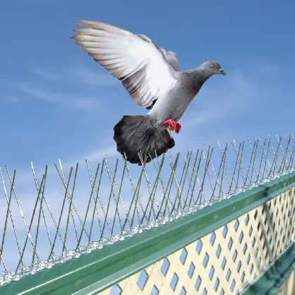 Bird spike installation on ledge